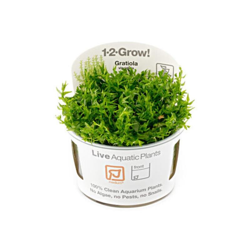 Planta acvariu Gratiola viscidula in vitro Tropica - imagine 3